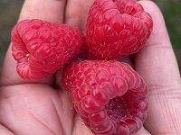 Cascade Gem Fruit-vsm.jpg