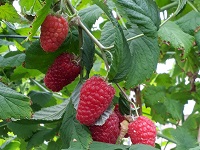 Glen Eden Fruit-sm .jpg
