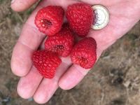 nobility hand & fruit-sm.jpg