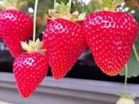 Karima fruit 2-sm.jpg