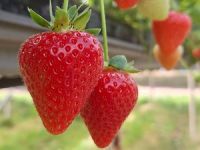 Prize fruit 2-sm.jpg
