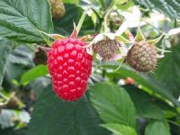 Malling Bella Fruit-sm.jpg